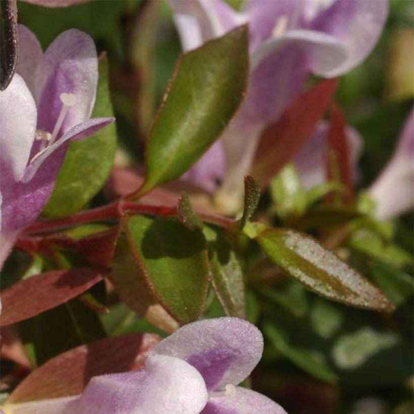 Abelia grandiflora Pastel Charm (Fogliame)