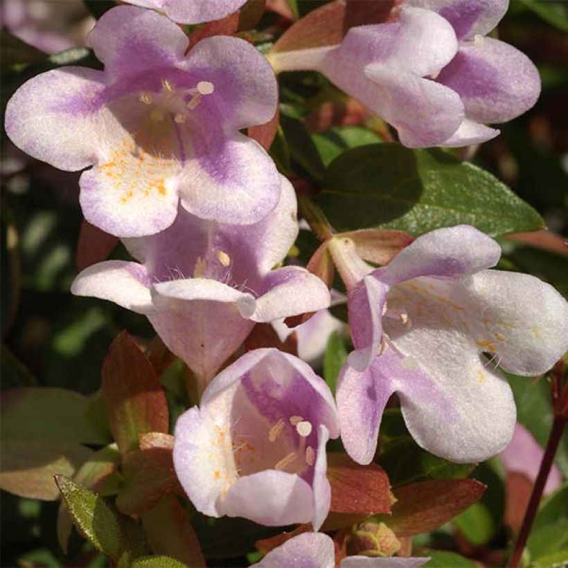 Abelia grandiflora Pastel Charm (Fioritura)