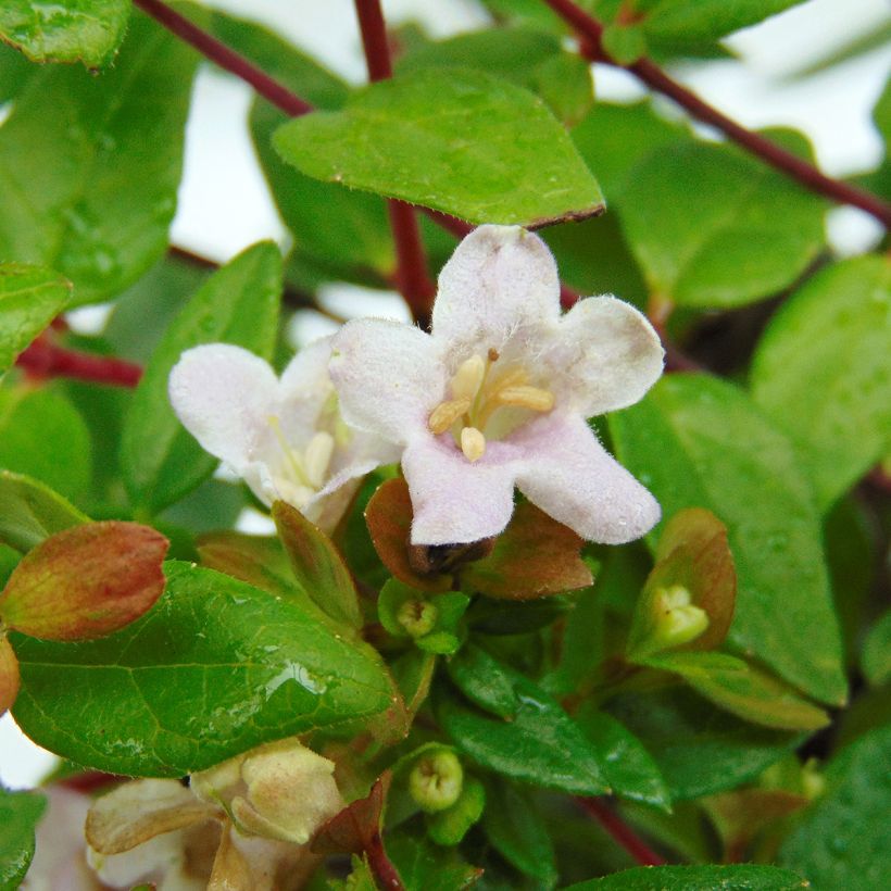 Abelia grandiflora Petite Garden Minedward (Fioritura)