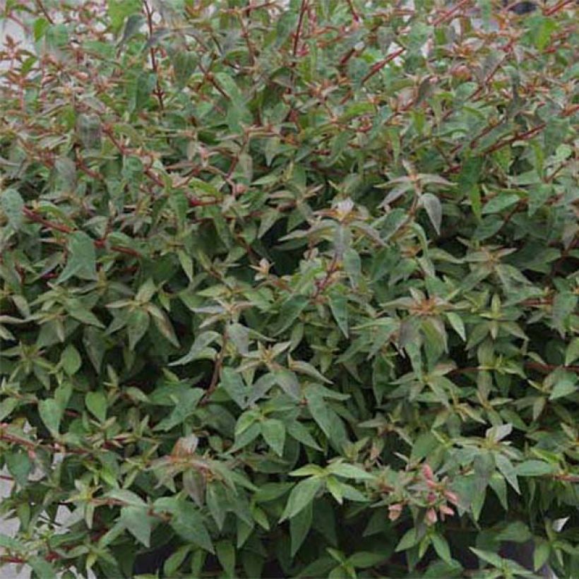 Abelia grandiflora Pinky Bells (Fogliame)