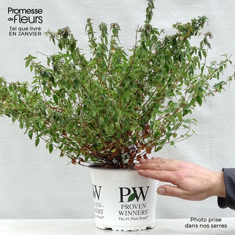 Abelia Pinky Bells en pot de 2-3L esemplare consegnato in inverno