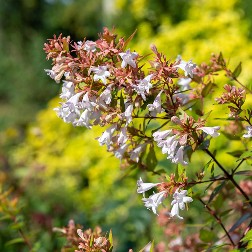 Abelia chinensis (Fioritura)