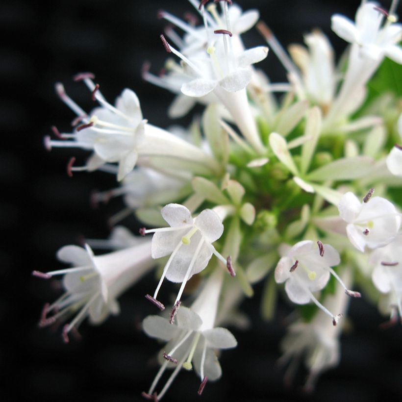 Abelia chinensis White Surprise (Fioritura)