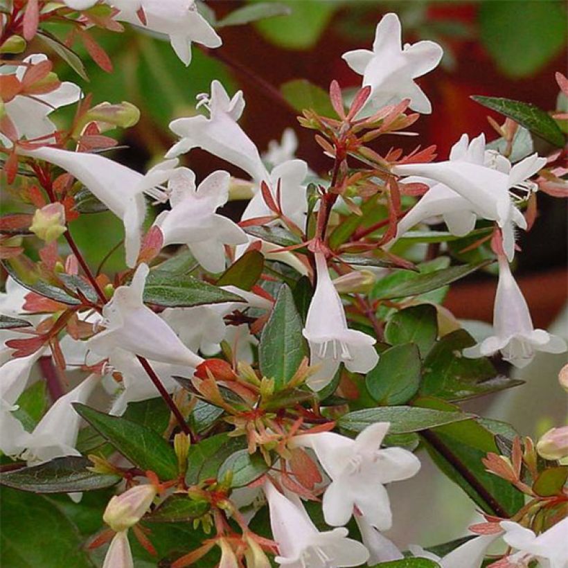 Abelia grandiflora (Fioritura)