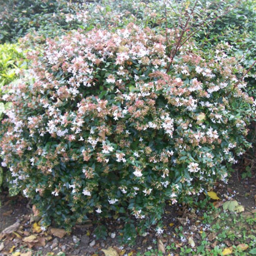 Abelia grandiflora (Porto)