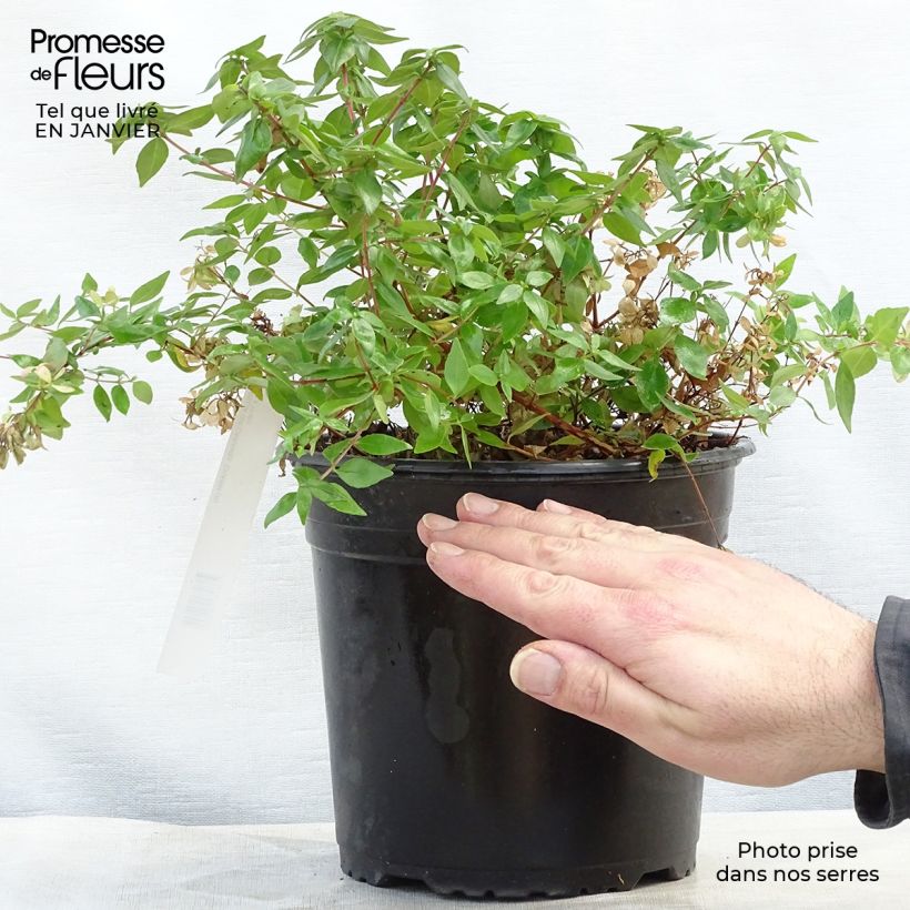 Abelia grandiflora Caramel Charm - Abélia à grandes fleurs Pot de 3L/4L esemplare consegnato in inverno