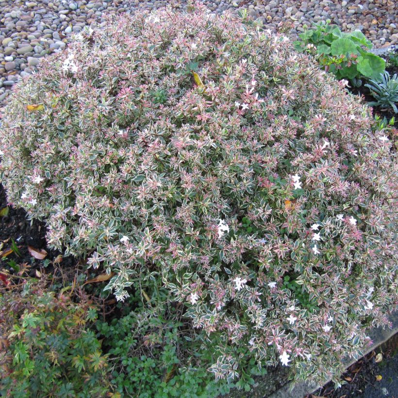 Abelia grandiflora Confetti (Porto)