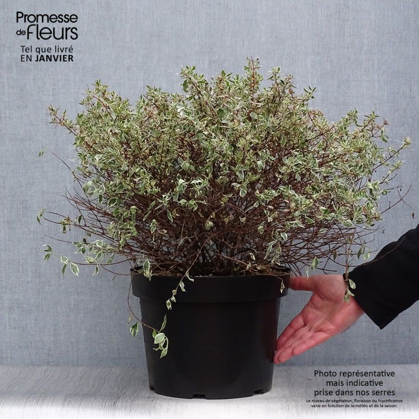 Abelia grandiflora Confetti en pot de 7,5L/10L esemplare consegnato in inverno