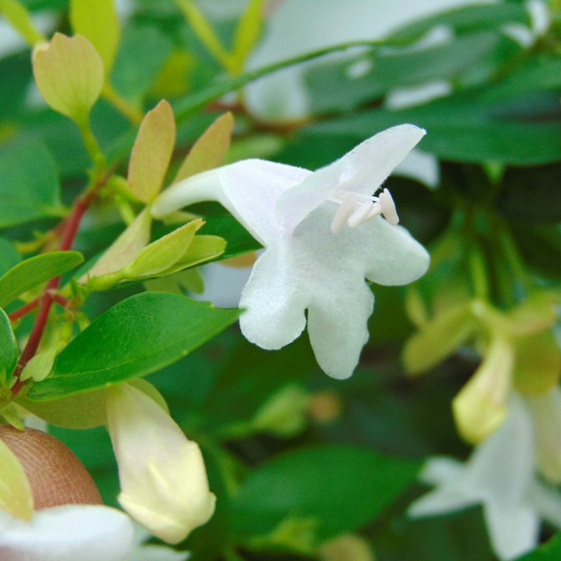 Abelia grandiflora Francis Mason (Fioritura)