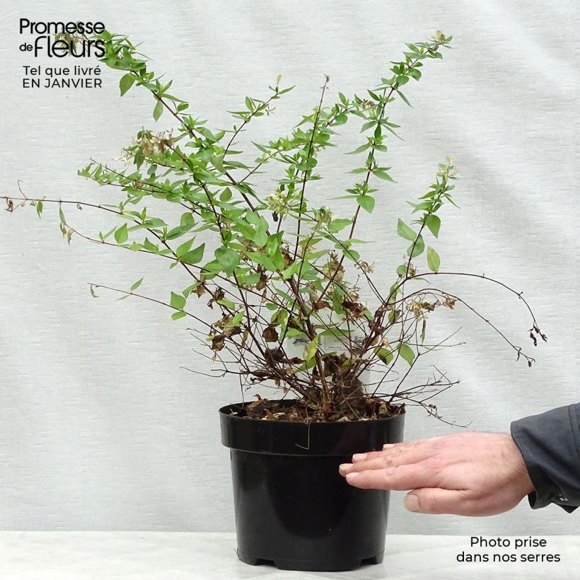 Abelia grandiflora Francis Mason Pot de 3L/4L esemplare consegnato in inverno