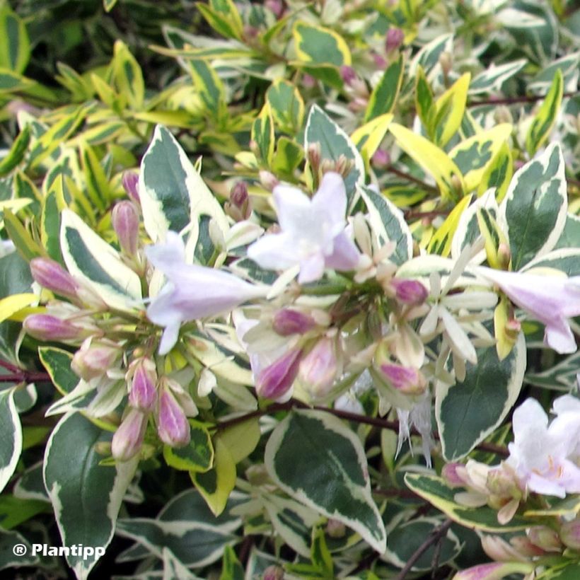 Abelia grandiflora Hopleys (Fioritura)