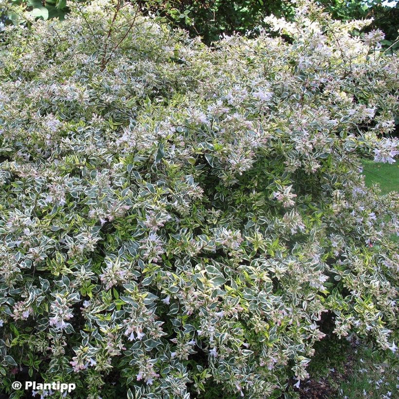 Abelia grandiflora Hopleys (Porto)