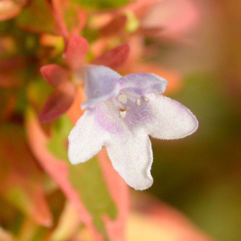 Abelia grandiflora Kaleidoscope (Fioritura)