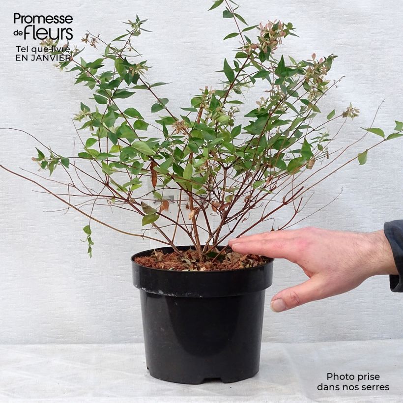 Abelia grandiflora - Pot de 2L/3L esemplare consegnato in inverno