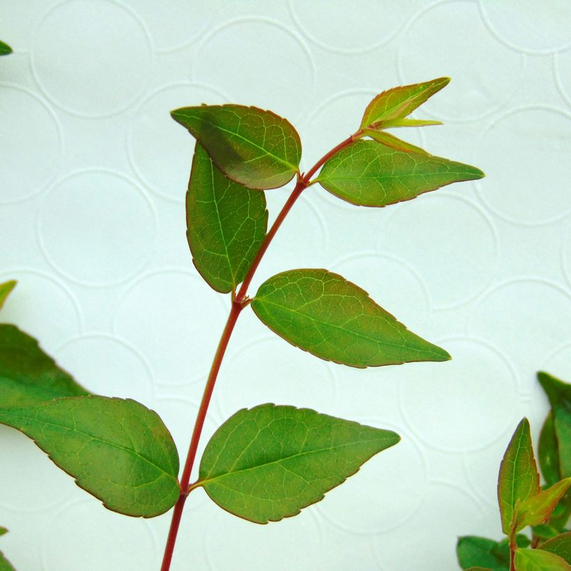 Abelia grandiflora (Fogliame)