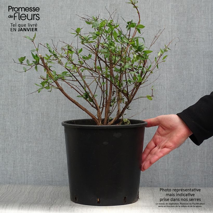 Abelia grandiflora - Pot de 7.5L/10L esemplare consegnato in inverno