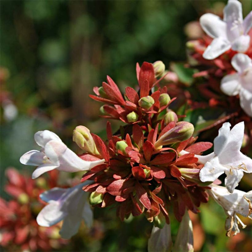 Abelia grandiflora Prostrata (Fioritura)