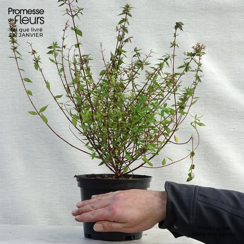 Abelia grandiflora Prostrata en pot de 2/3L esemplare consegnato in inverno