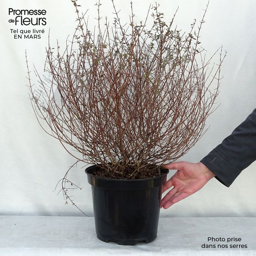 Abelia grandiflora Prostrata en pot de 7,5L/10L esemplare consegnato in inverno