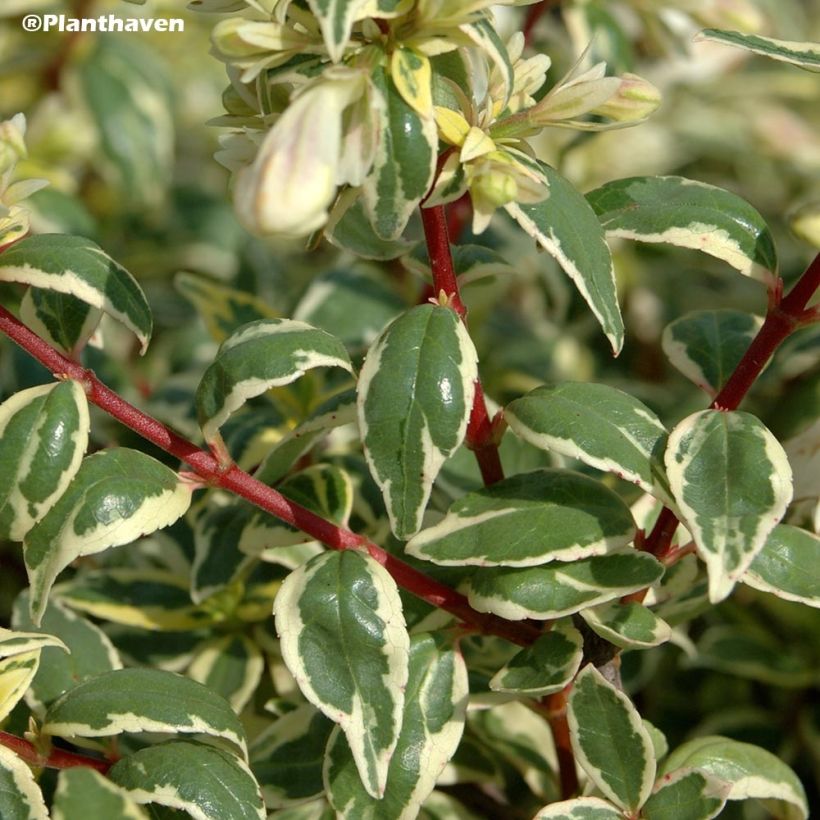 Abelia grandiflora Radiance (Fogliame)