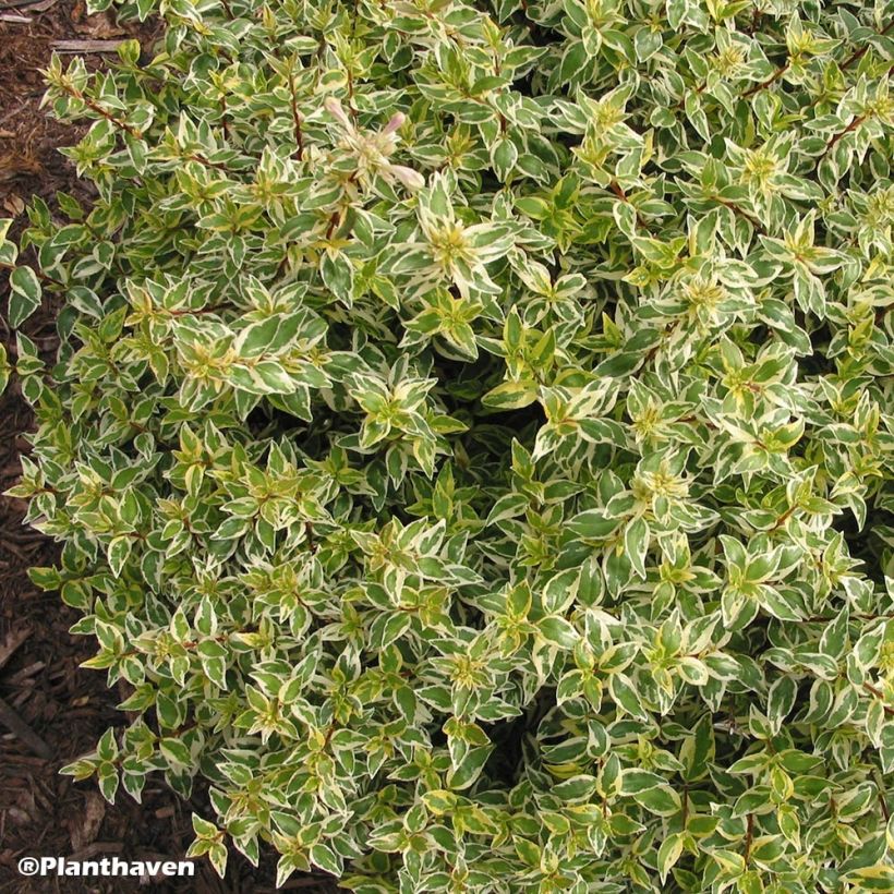 Abelia grandiflora Radiance (Porto)