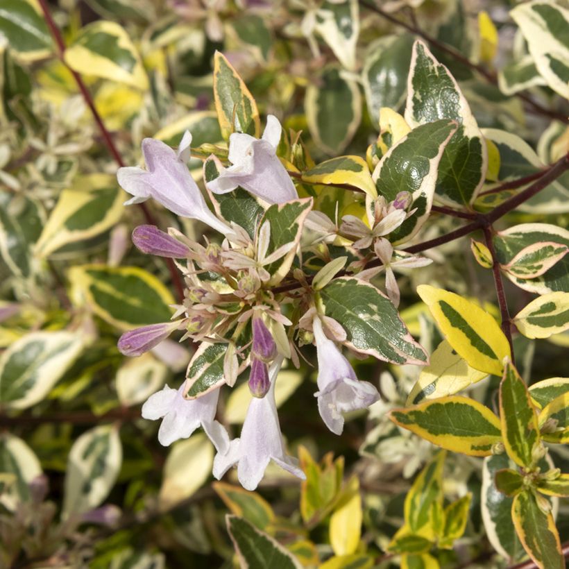 Abelia grandiflora Radiance (Fioritura)