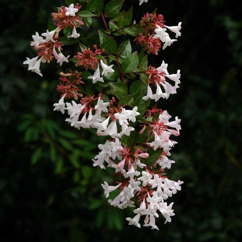 Abelia grandiflora Semperflorens (Fioritura)