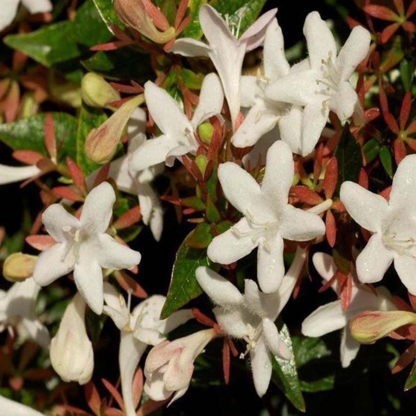 Abelia grandiflora Sherwood (Fioritura)