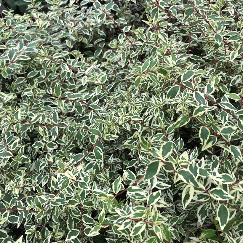 Abelia grandiflora Sparkling Silver (Fogliame)