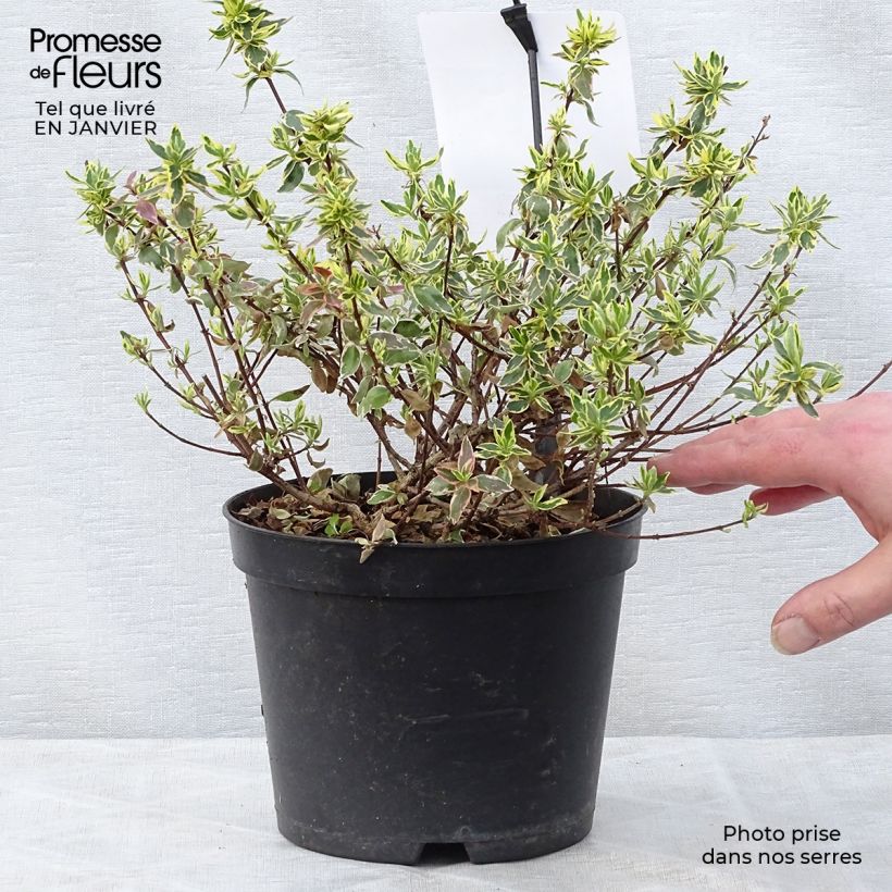 Abelia grandiflora Sparkling Silver en pot de 2L/3L esemplare consegnato in inverno