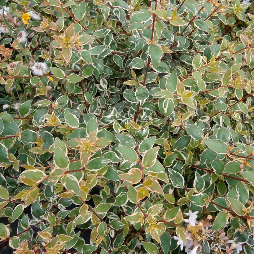 Abelia grandiflora Steredenn (Fogliame)