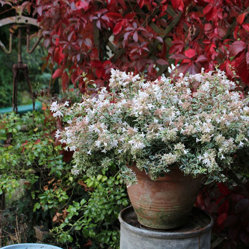 Abelia grandiflora Steredenn (Porto)