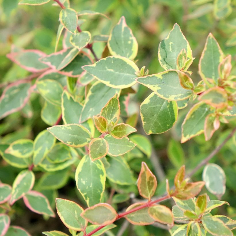 Abelia grandiflora Sunshine Daydream (Fogliame)