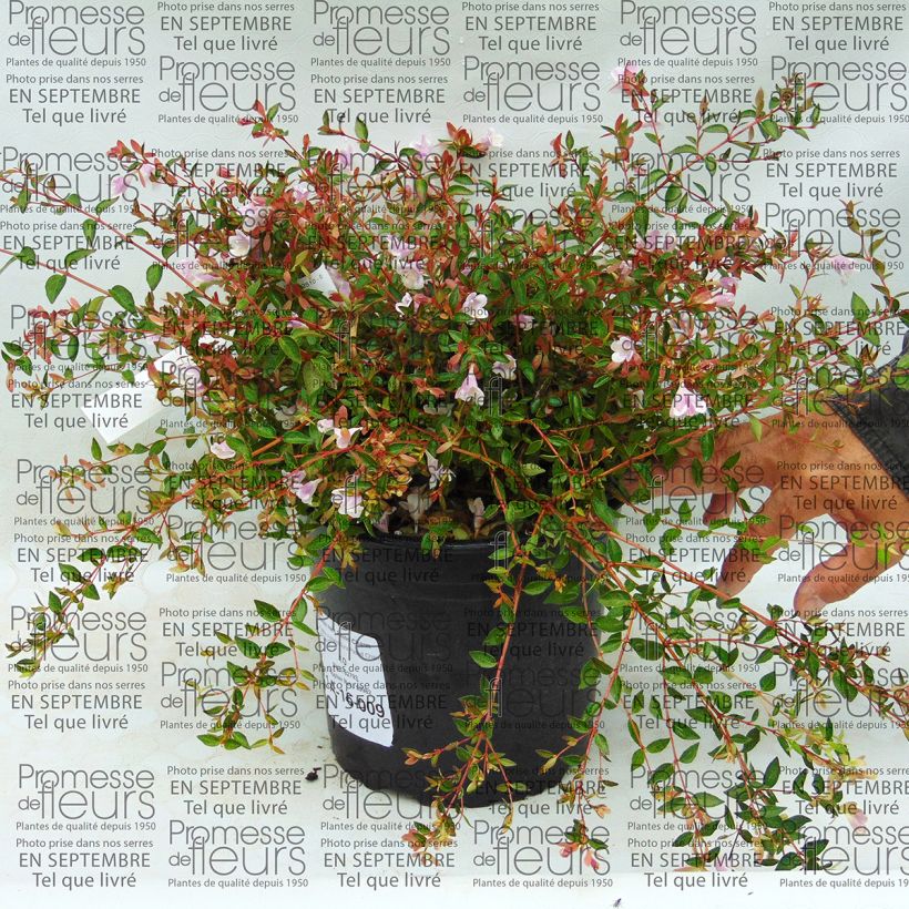 Esempio di esemplare Abelia nain Pastel Charm Pot de 4L/5L come consegnato