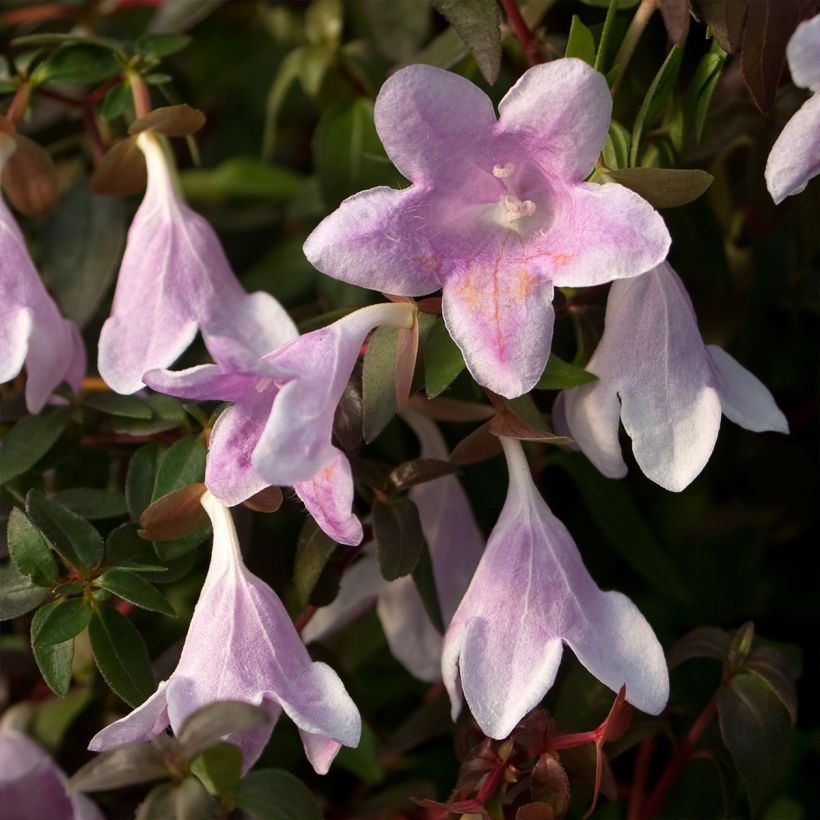 Abelia grandiflora Pinky Bells (Fioritura)