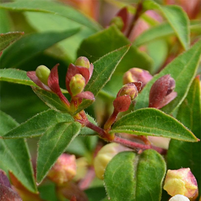 Abelia grandiflora Sunny Charm (Fogliame)