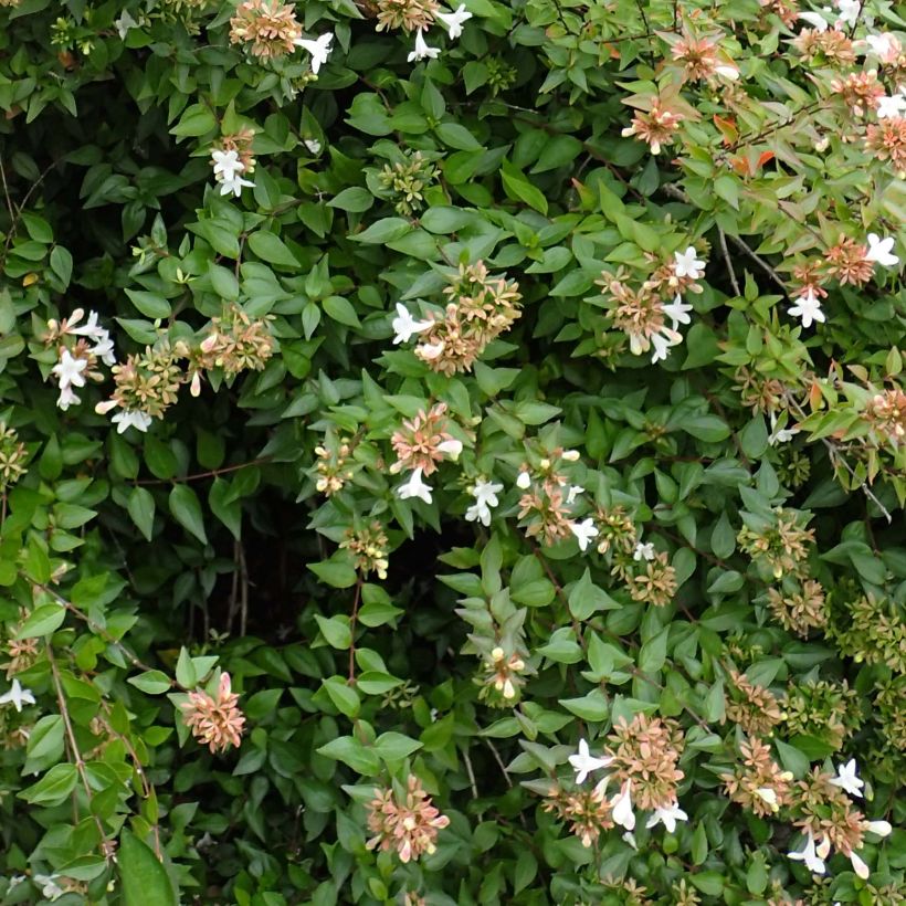 Abelia zanderi Little Richard (Fogliame)