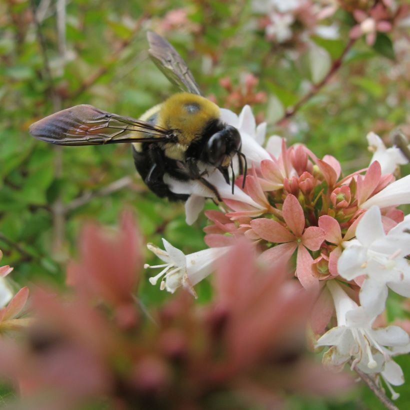 Abelia zanderi Little Richard (Fioritura)