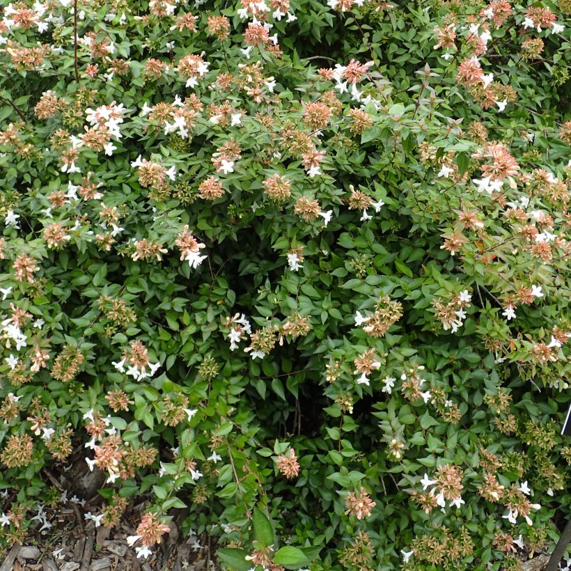 Abelia zanderi Little Richard (Porto)