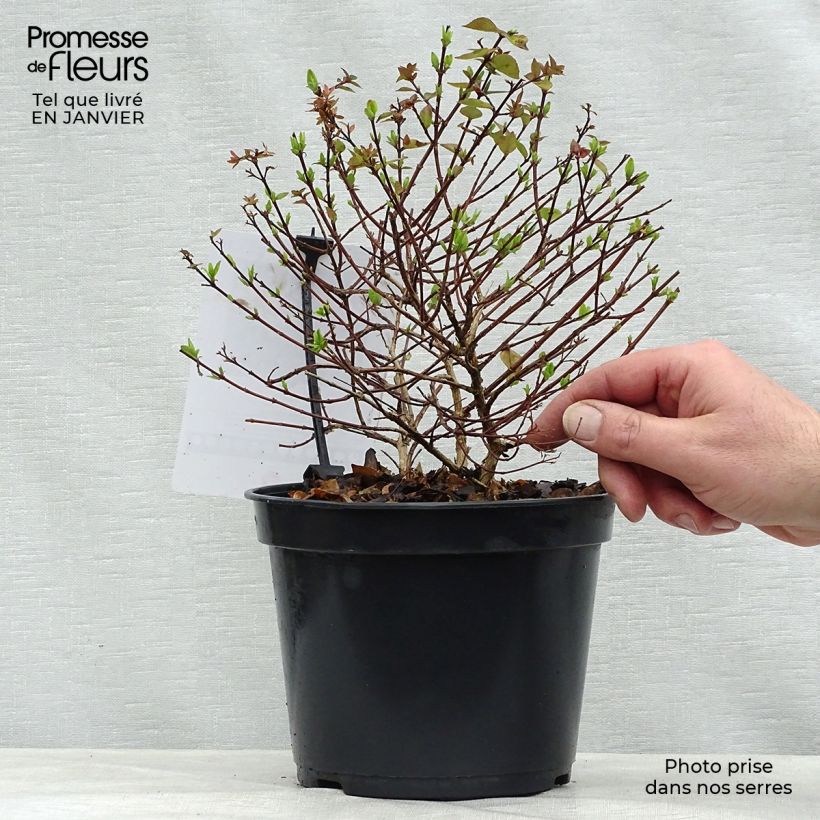 Abelia zanderi Little Richard Pot de 2L/3L esemplare consegnato in inverno