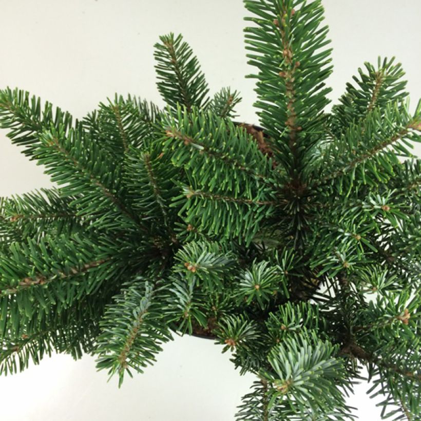 Abies amabilis Spreading Star - Abete amabile (Fogliame)