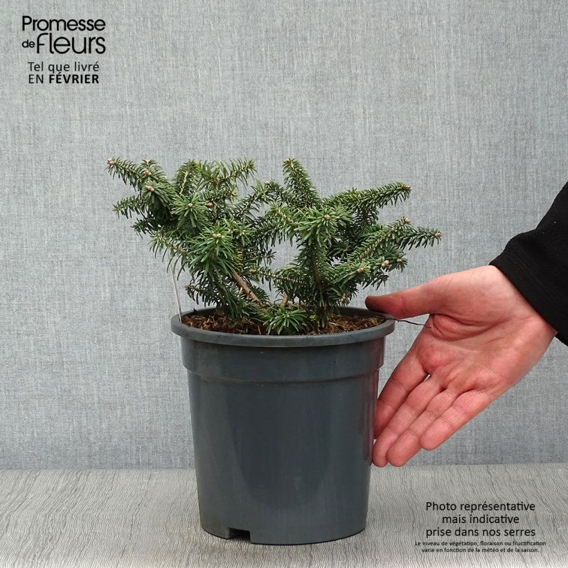 Abies balsamea Nana - Sapin baumier nain en pot de 2-3L                        esemplare consegnato in inverno