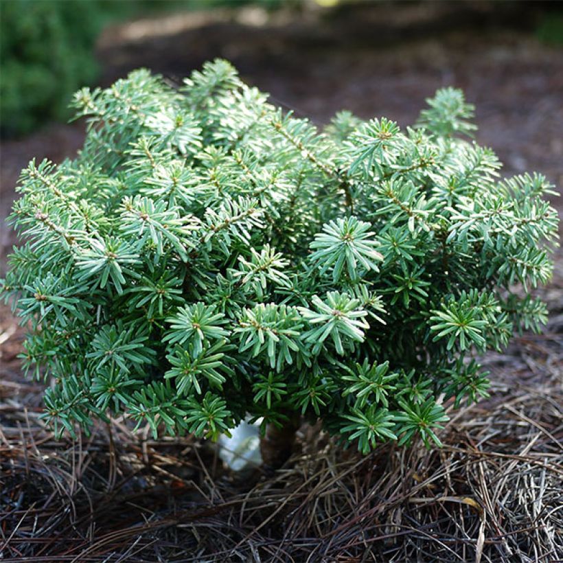 Abete coreano Cis - Abies koreana (Porto)