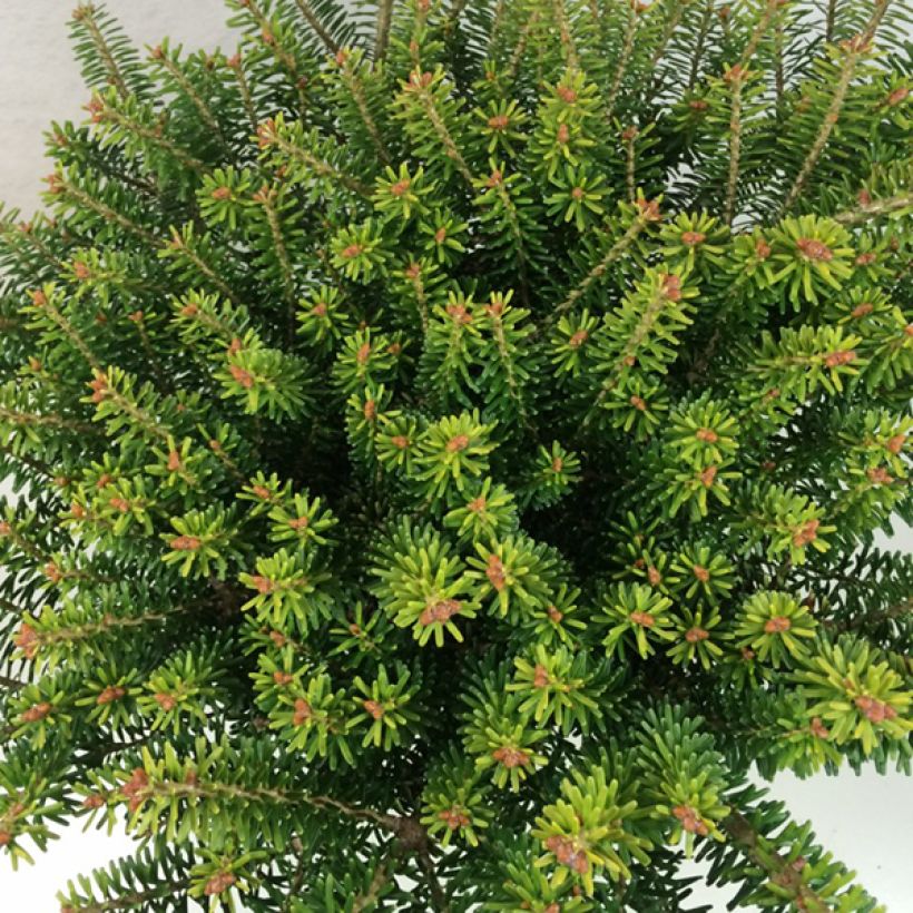 Abete coreano Luminetta - Abies koreana (Fogliame)