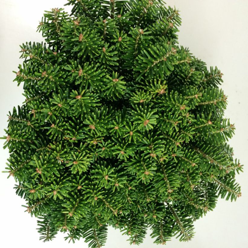 Abete coreano Tundra - Abies koreana (Fogliame)