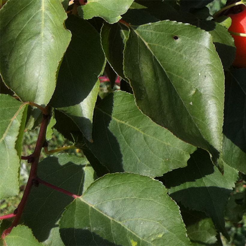 Albicocco Orange Summer (Fogliame)