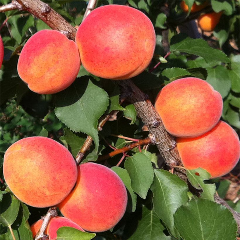 Albicocco Orange Summer (Raccolta)