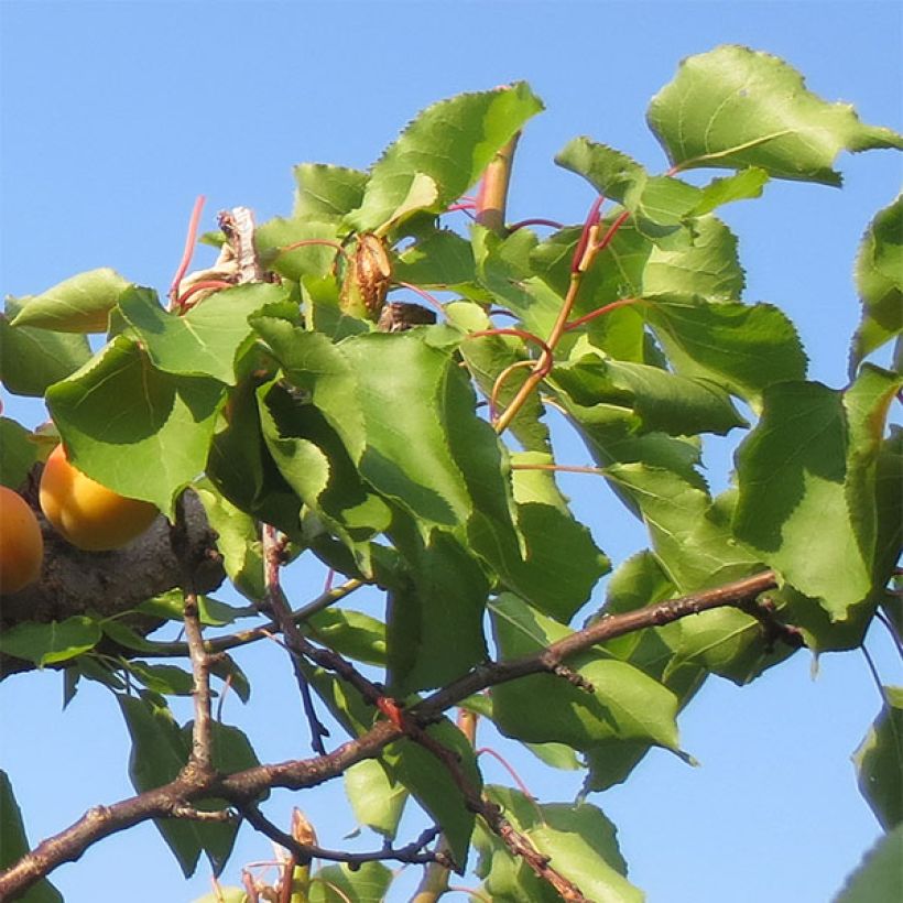 Albicocco Petit Muscat (Fogliame)