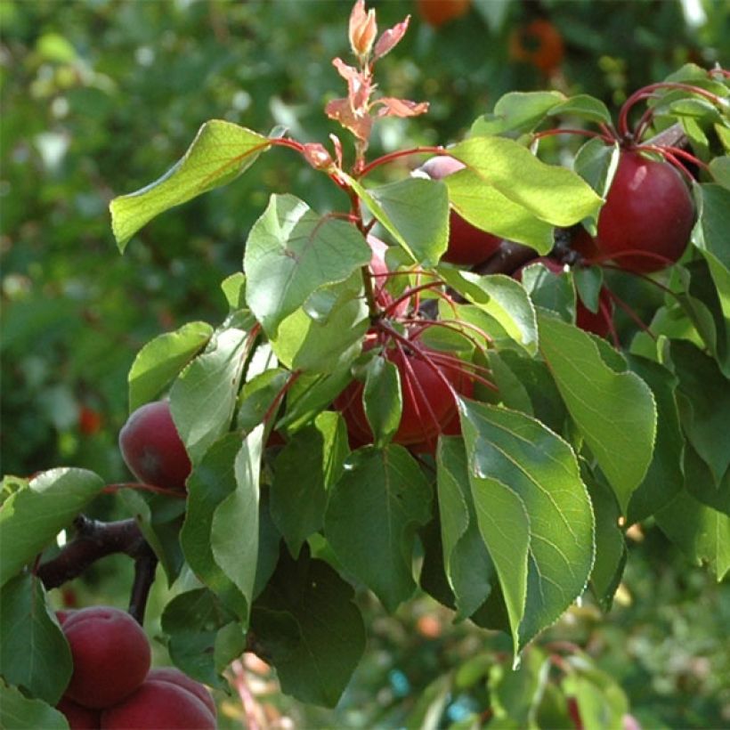 Albicocco Sunrosso ou Rubista (Fogliame)