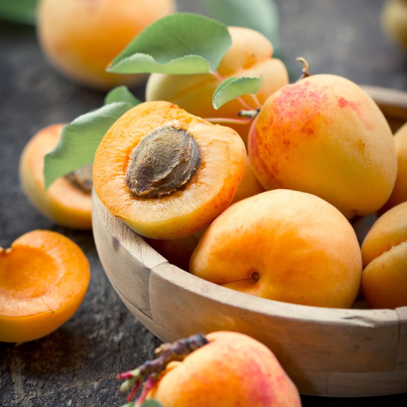 Albicocco Fruit Me Apricot Me Pending (Raccolta)